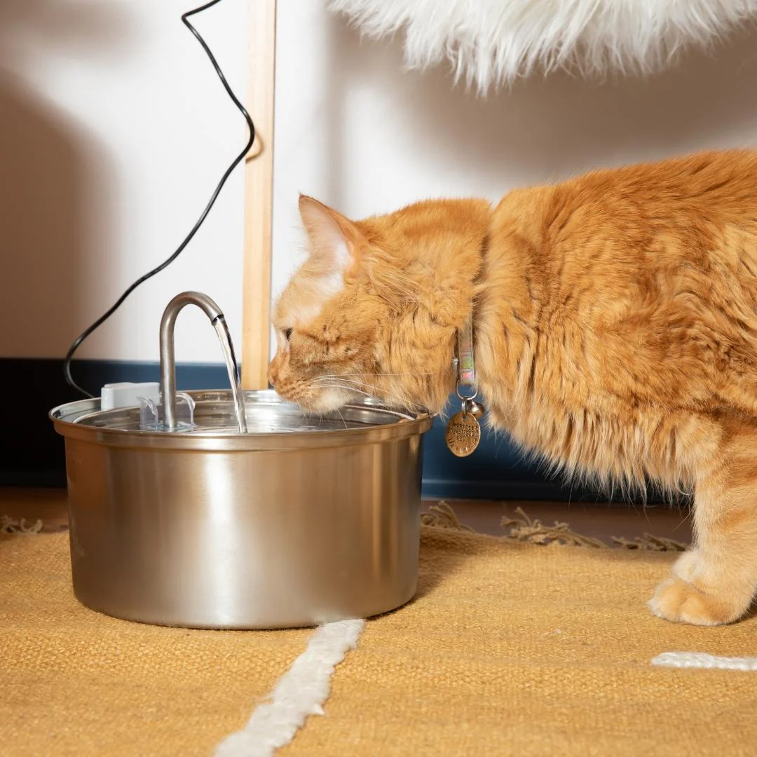 Paws & Puddles: An Automated Pet Fountain