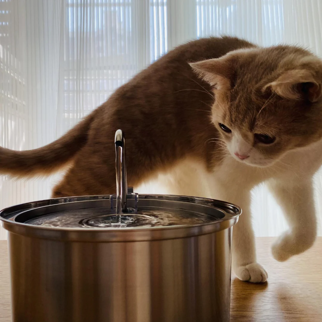 Paws & Puddles: An Automated Pet Fountain
